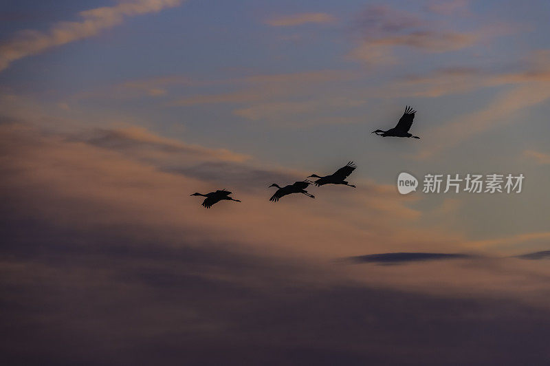 沙丘鹤(Antigone canadensis)是北美大型鹤的一种。Woodbridge生态保护区(又名Isenberg鹤保护区)。准备晚上降落。